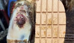 Infectious and non-infectious (mixed) claw horn lesions in cows